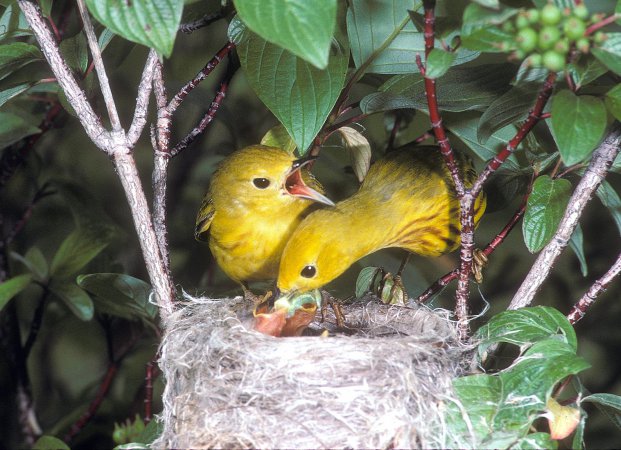 Photo (31): Yellow Warbler