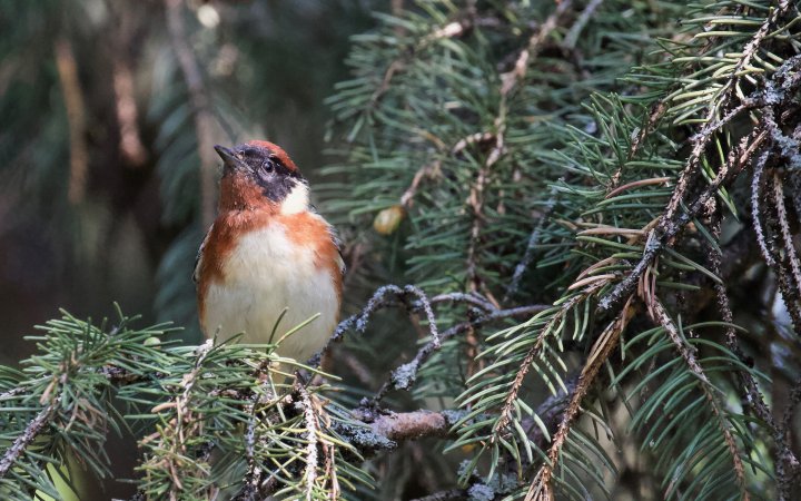 Photo (6): Bay-breasted Warbler