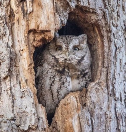 Photo (1): Eastern Screech-Owl