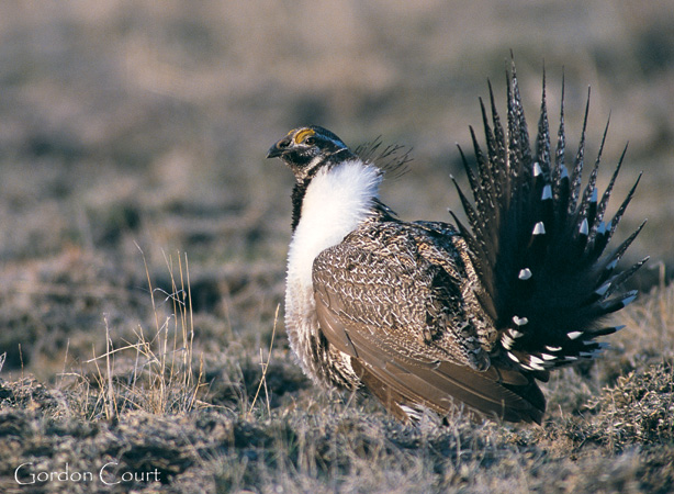 Photo (3): Greater Sage-Grouse