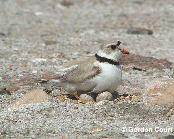 Photo (14): Piping Plover