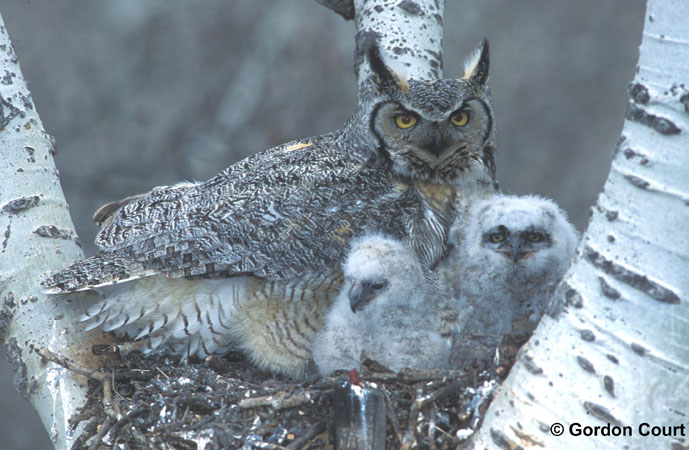 Photo (14): Great Horned Owl
