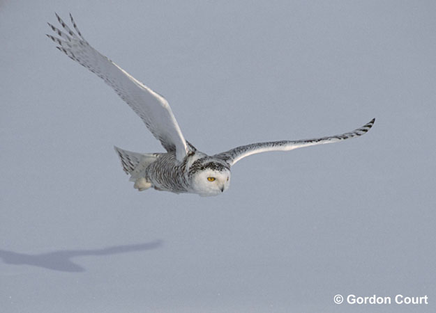 Photo (7): Snowy Owl