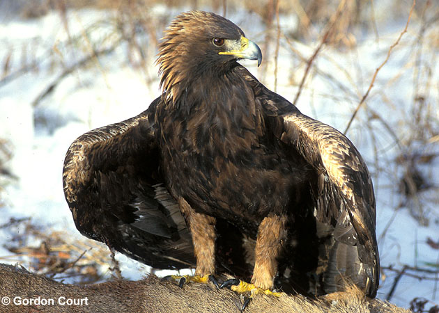 Photo (1): Golden Eagle