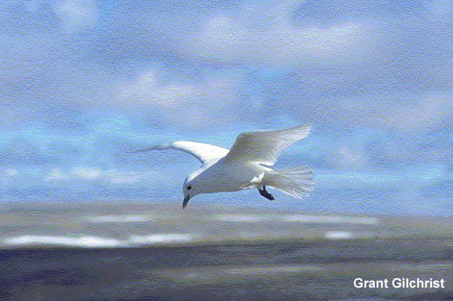 Photo (2): Ivory Gull