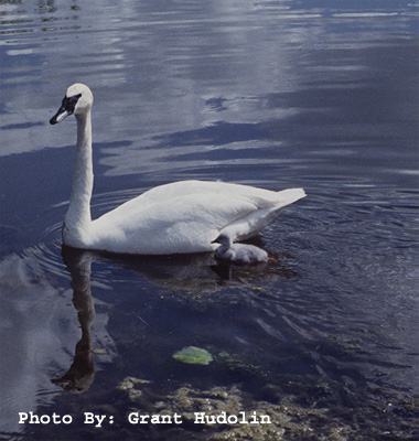 Photo (3): Trumpeter Swan