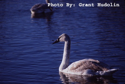 Photo (4): Trumpeter Swan