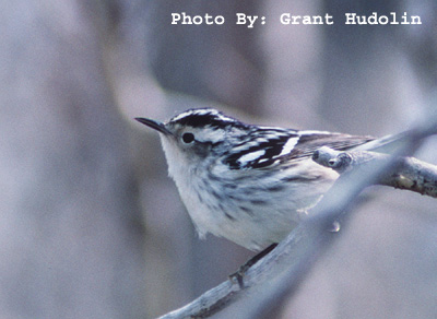 Photo (8): Black-and-white Warbler