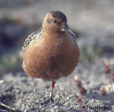 Photo (2): Red Knot