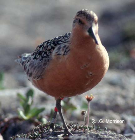 Photo (16): Red Knot