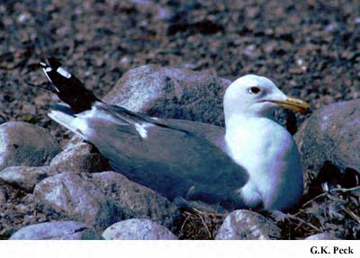 Photo (5): California Gull