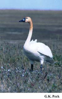 Photo (4): Tundra Swan