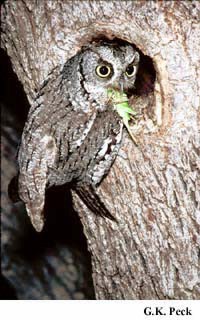 Photo (5): Eastern Screech-Owl