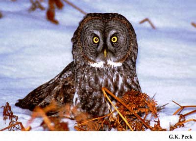 Photo (7): Great Gray Owl