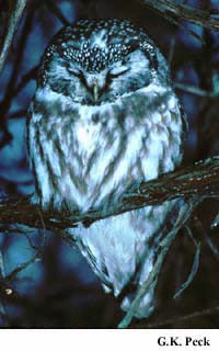 Photo (4): Boreal Owl