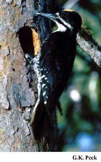 Photo (3): Black-backed Woodpecker