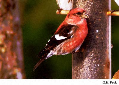 Photo (1): White-winged Crossbill