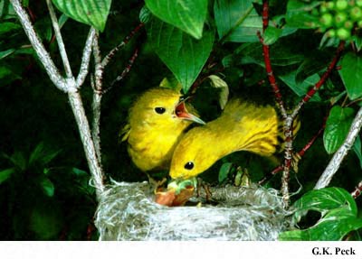 Photo (27): Yellow Warbler