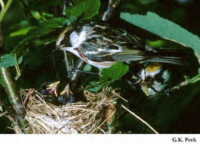 Photo (22): Chestnut-sided Warbler