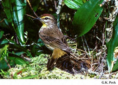 Photo (27): Palm Warbler
