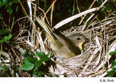 Photo (22): Common Yellowthroat