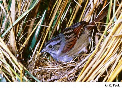 Photo (11): Swamp Sparrow