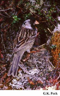 Photo (4): Harris's Sparrow