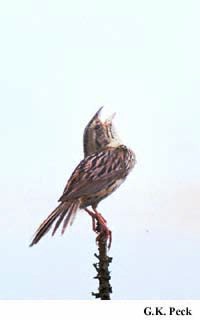 Photo (6): Henslow's Sparrow