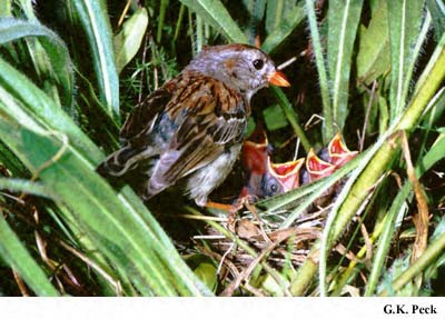 Photo (7): Field Sparrow