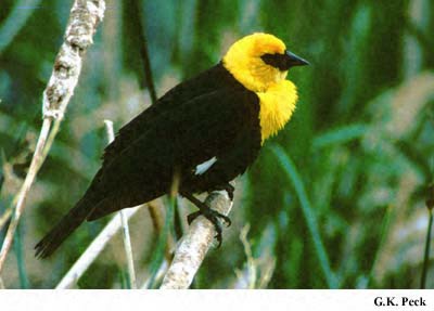 Photo (5): Yellow-headed Blackbird
