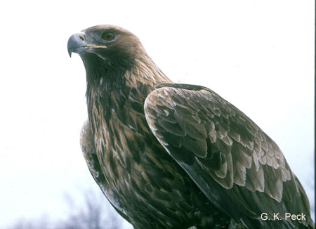 Photo (4): Golden Eagle