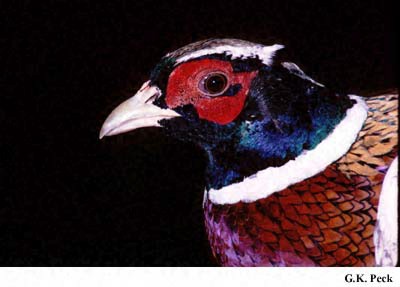 Photo (3): Ring-necked Pheasant