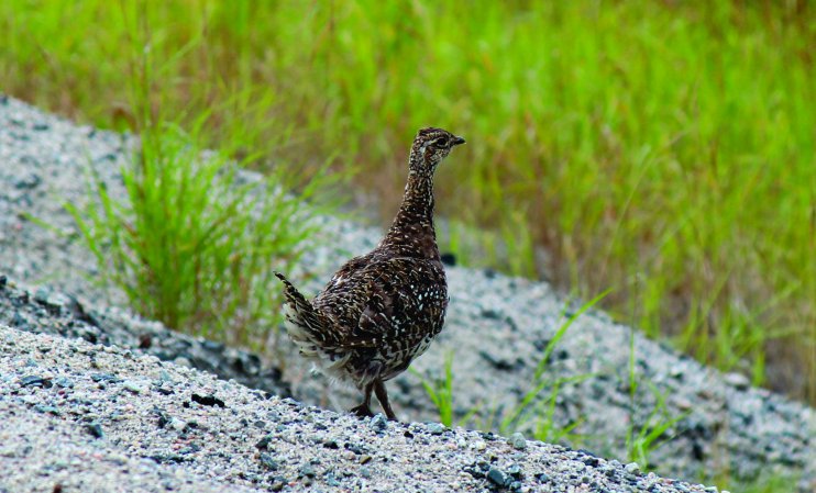 Photo (8): Sharp-tailed Grouse