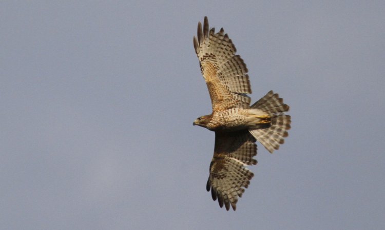 Photo (18): Broad-winged Hawk