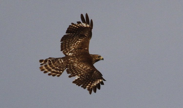 Photo (19): Broad-winged Hawk