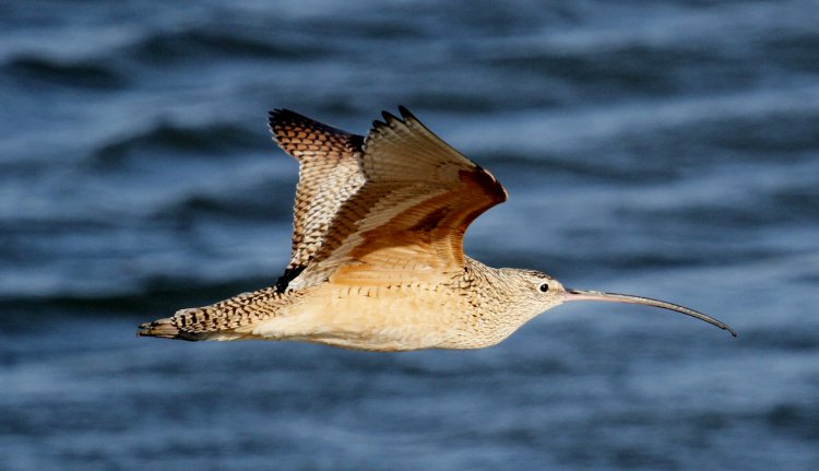 Photo (3): Long-billed Curlew