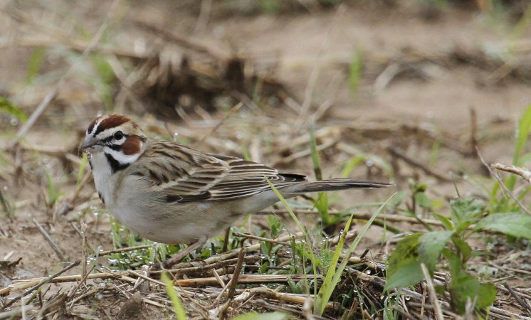 Photo (4): Lark Sparrow