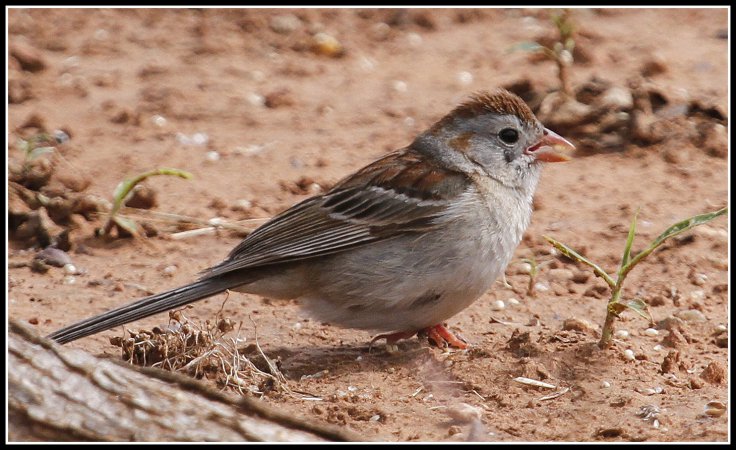 Photo (1): Field Sparrow