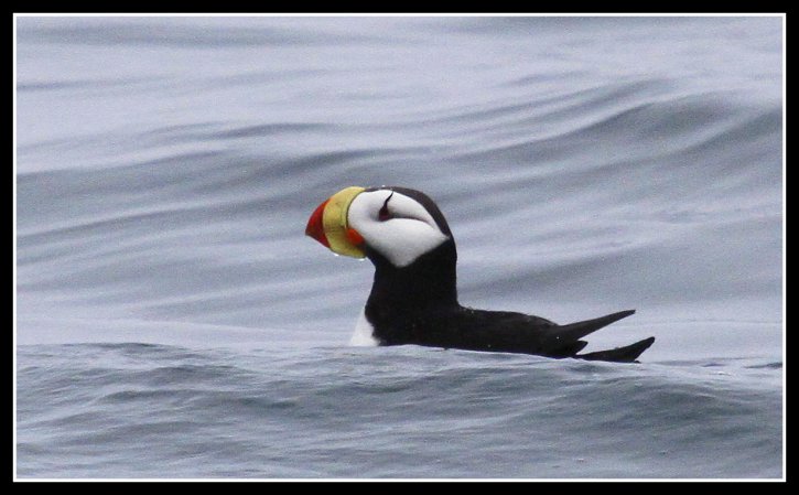 Photo (6): Horned Puffin