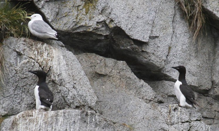 Photo (4): Thick-billed Murre