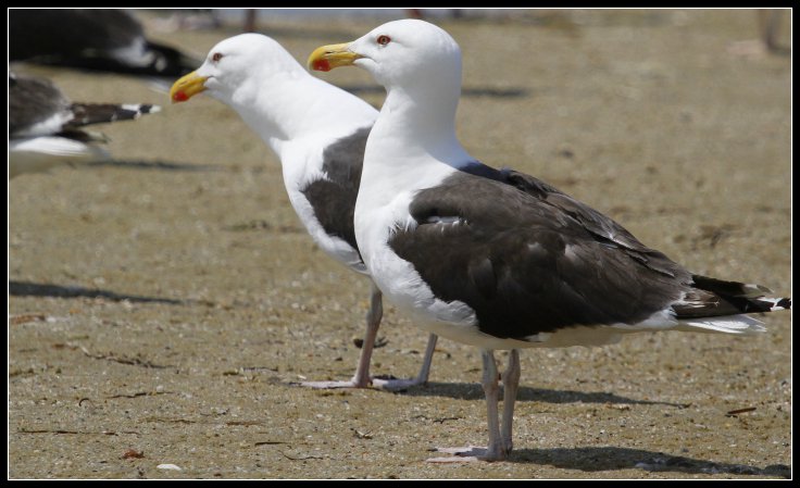 Photo (5): Great Black-backed Gull