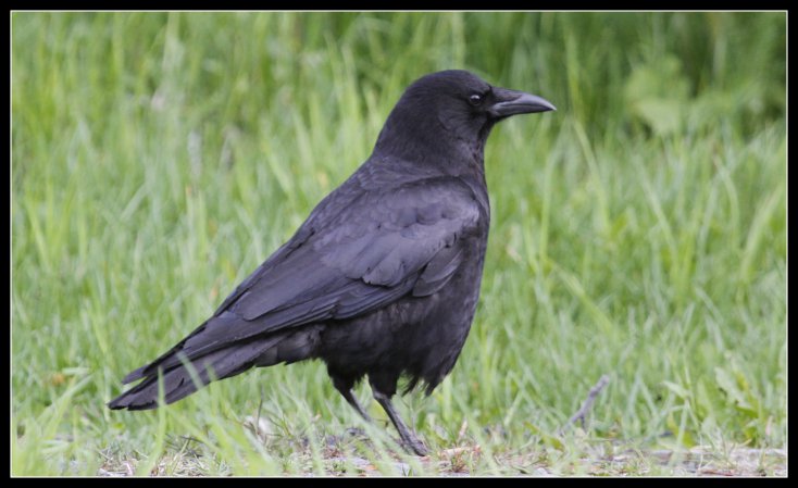 Photo (3): Northwestern Crow
