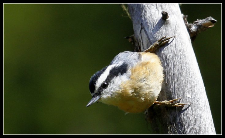 Photo (4): Red-breasted Nuthatch