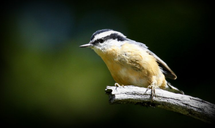 Photo (2): Red-breasted Nuthatch