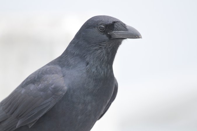 Photo (8): Fish Crow