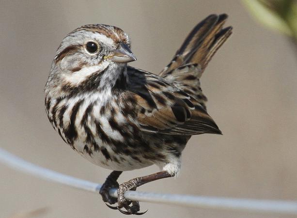 Photo (1): Song Sparrow