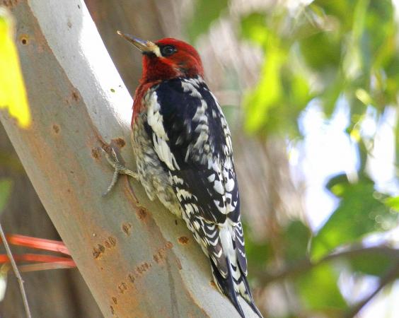 Photo (2): Red-breasted Sapsucker
