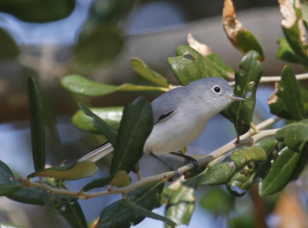 Photo (15): Blue-gray Gnatcatcher