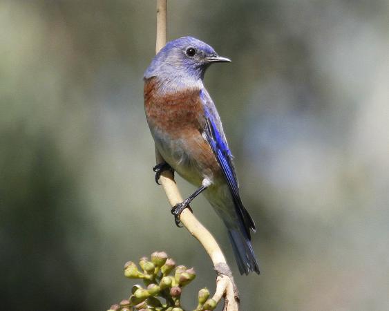 Photo (8): Western Bluebird