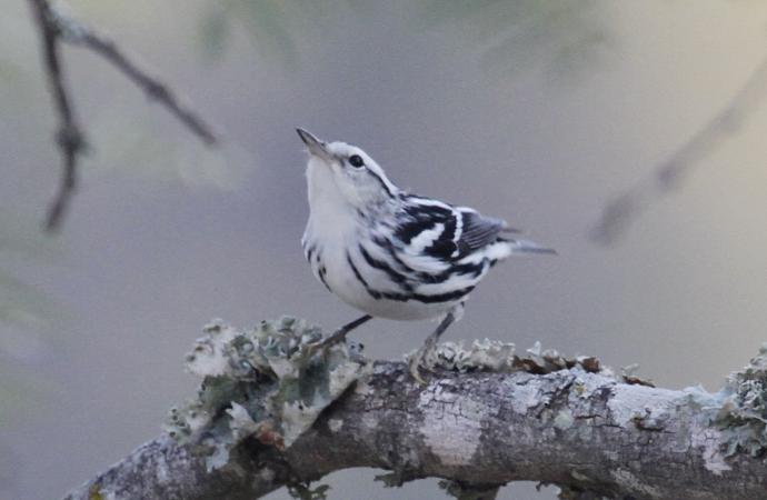 Photo (13): Black-and-white Warbler